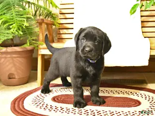 Labrador Retriever dogs Milo - Ad 11