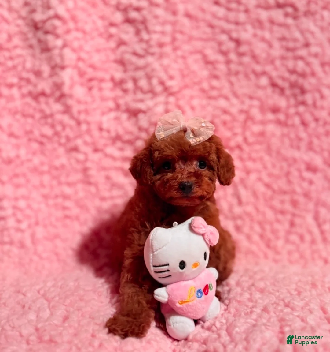 Toy Poodle dogs for sale: Toy Poodle Puppy 1 - Ad 2
