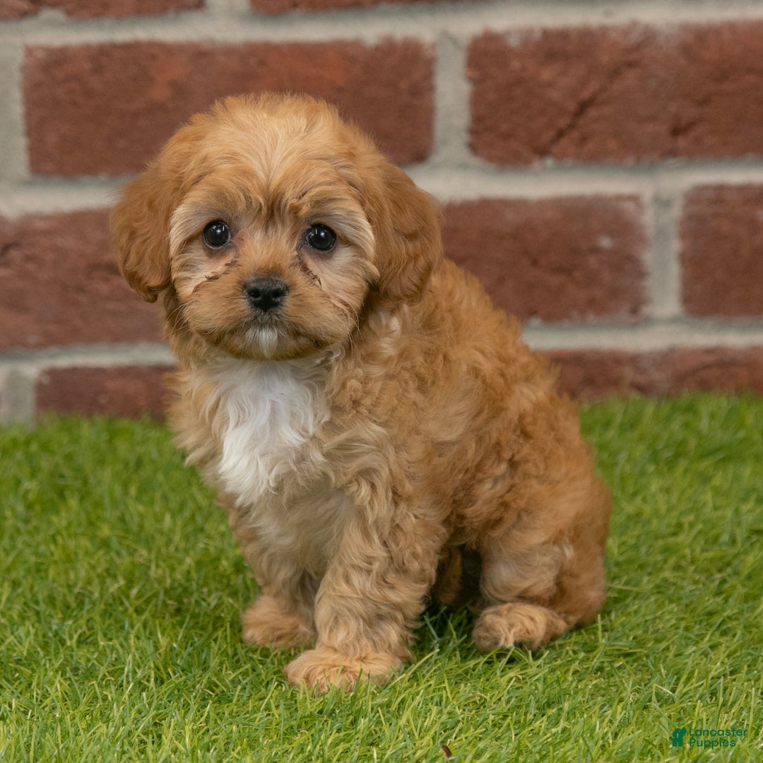 Cavapoo dogs for sale: Aspen - Ad 1