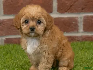 Cavapoo dogs Aspen - Ad 7