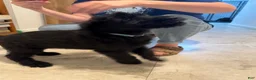 Giant Schnauzer dogs for sale: Giant Schnauzer 8 - Ad 4
