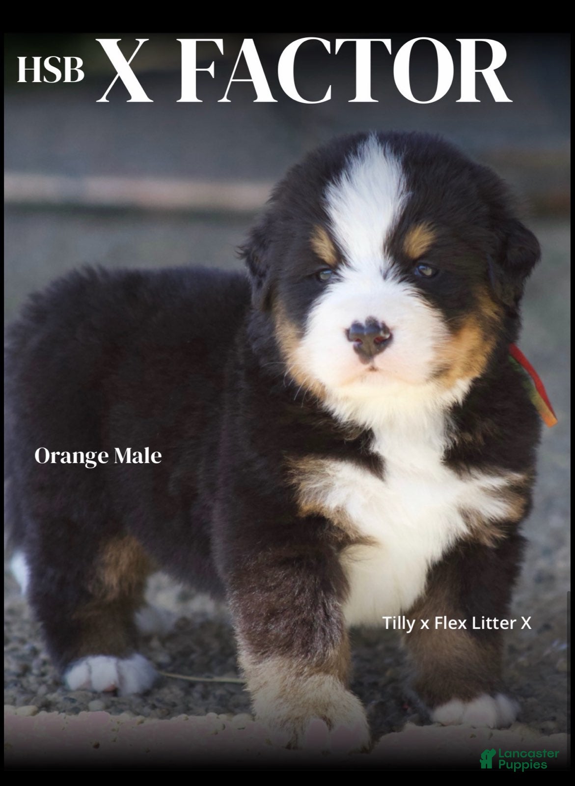 Bernese Mountain Dog dogs Bernese Mountain Dog Male 1 - Ad 23