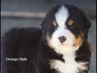 Bernese Mountain Dog dogs Bernese Mountain Dog Male 1 - Ad 23