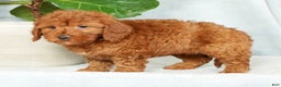 Mini Goldendoodle dogs for sale: Callie - Ad 4