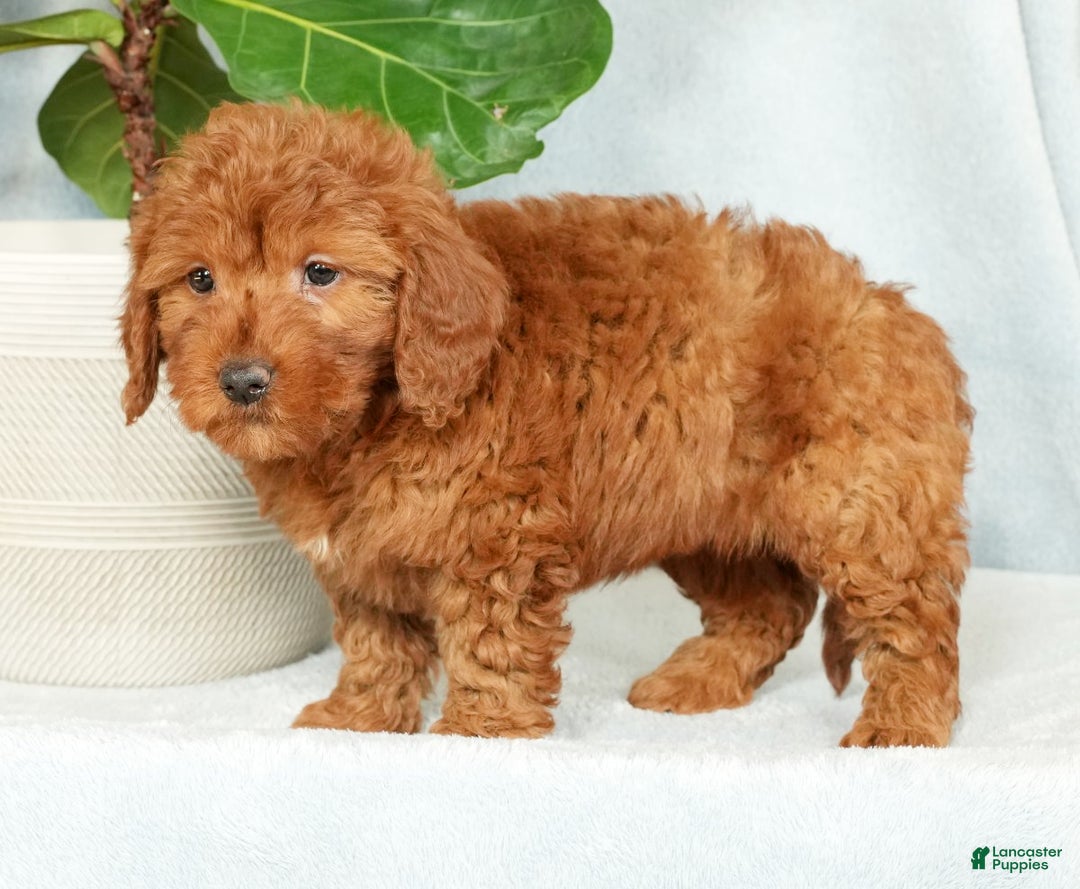 Mini Goldendoodle dogs for sale: Callie - Ad 4