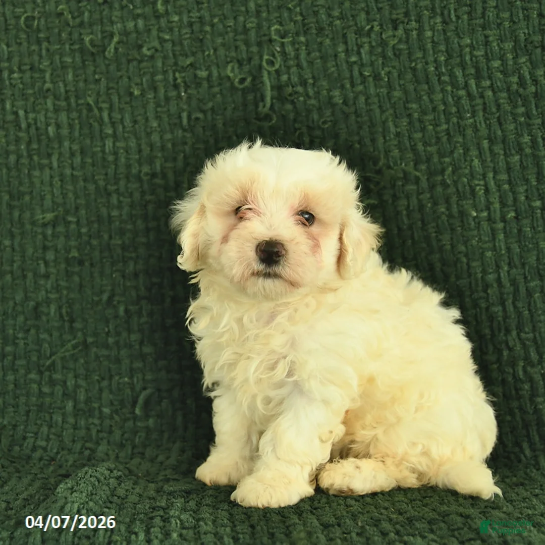 Maltipoo dogs for sale: Noble  - Ad 1