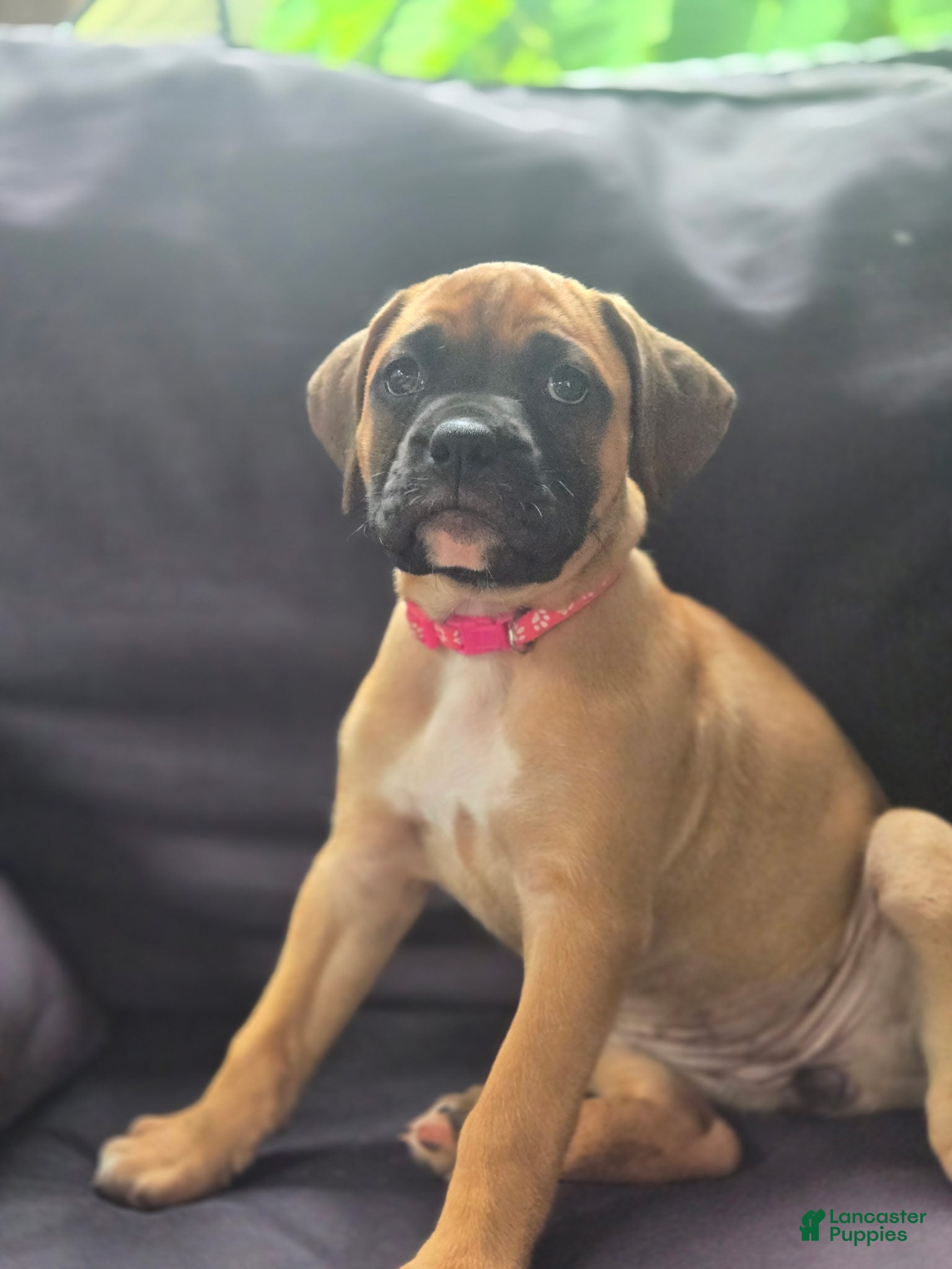 Boxer dogs  Cricket  - Ad 5