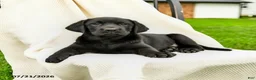 Labrador Retriever dogs for sale: Lillianna  - Ad 2