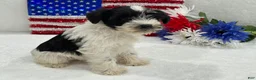 Miniature Schnauzer dogs for sale: Piper Female 3 - Ad 3