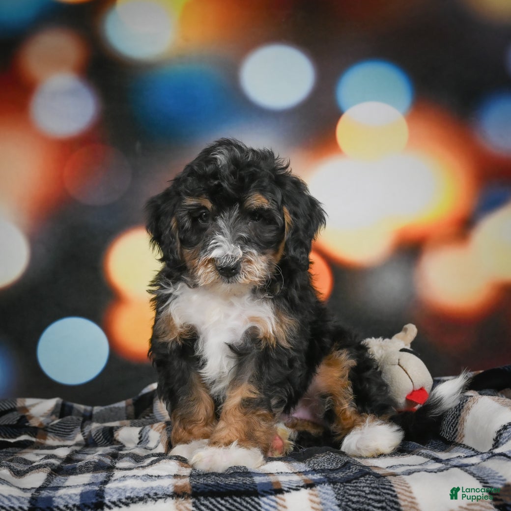 Mini Bernedoodle dogs Mia - Ad 2