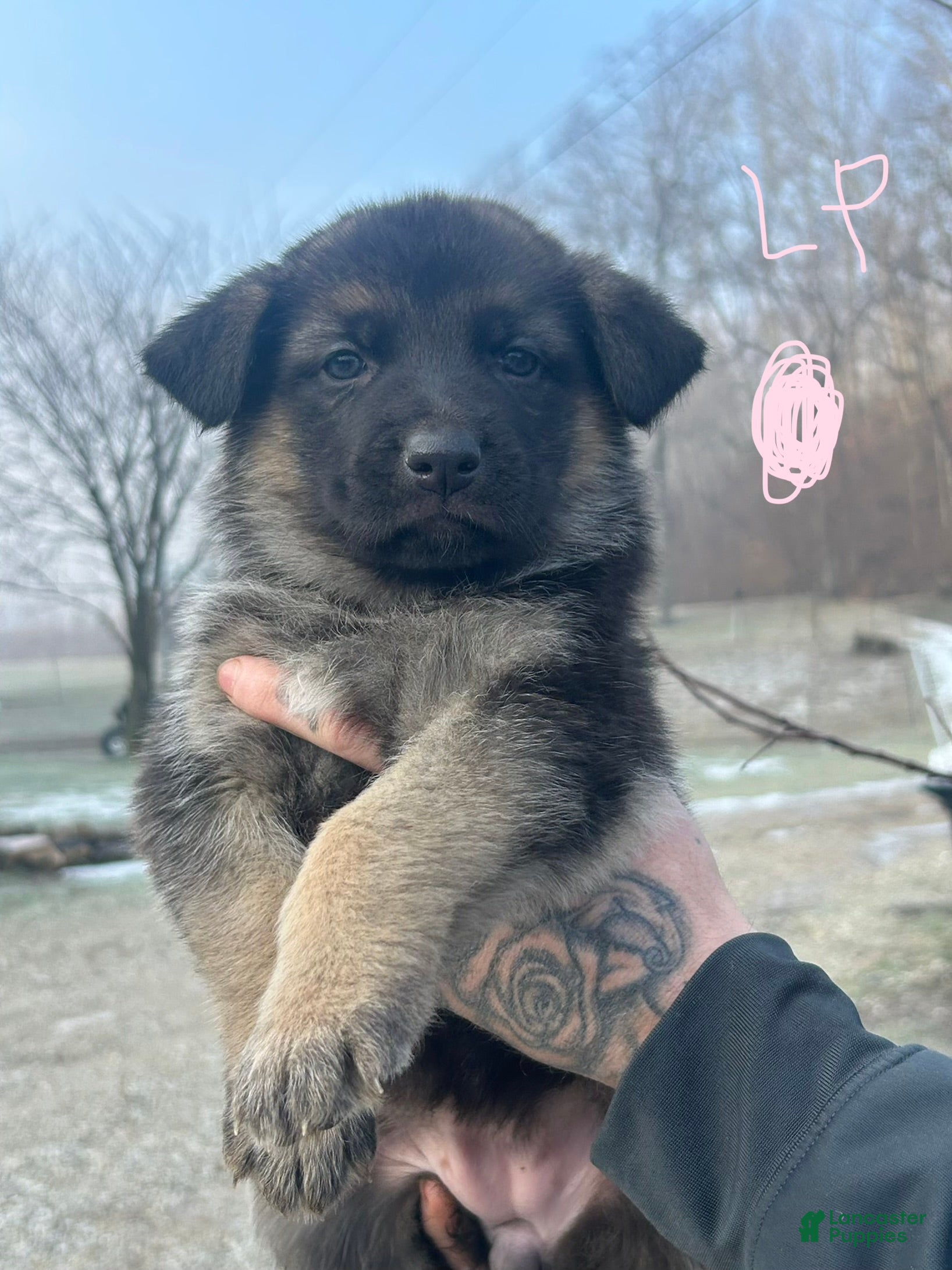 German Shepherd dogs German Shepherd Puppy 4 - Ad 28