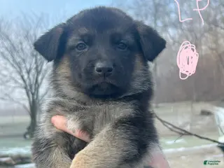 German Shepherd dogs German Shepherd Puppy 4 - Ad 28