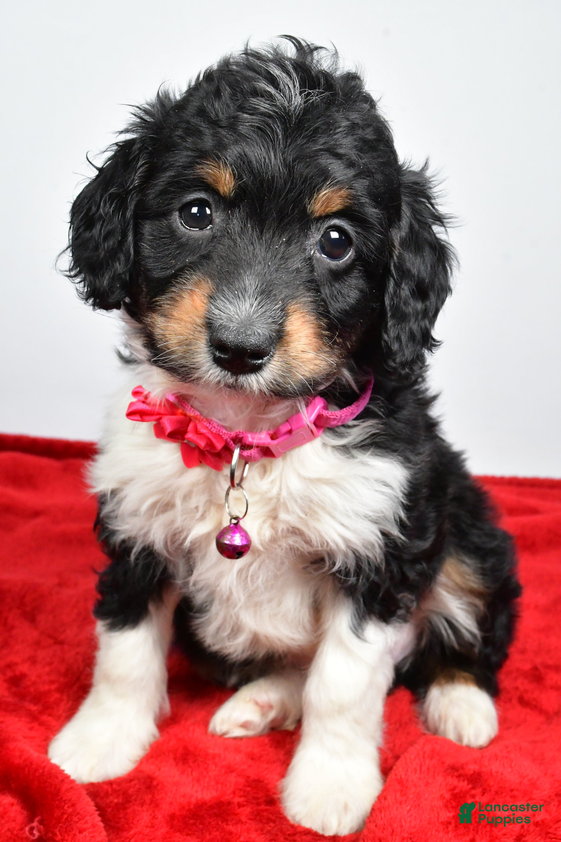 Mini Aussiedoodle dogs Giggles  - Ad 1