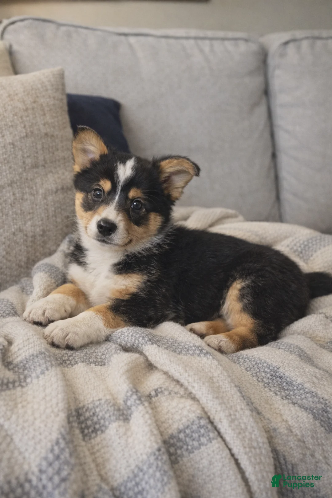 American Corgi dogs for sale: American Corgi Puppy 2 - Ad 1