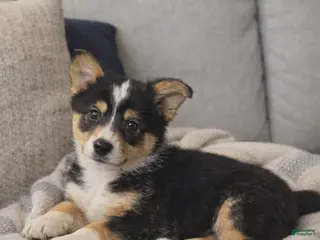 American Corgi dogs American Corgi Puppy 2 - Ad 16