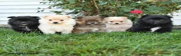 Pomeranian dogs for sale: Pedro - Ad 5