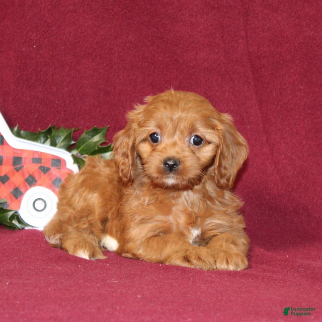 Cavapoo dogs Cleo - Ad 21