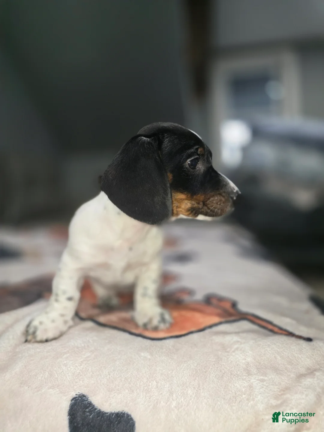 Dachshund dogs for sale: Hollee - mini - Ad 4