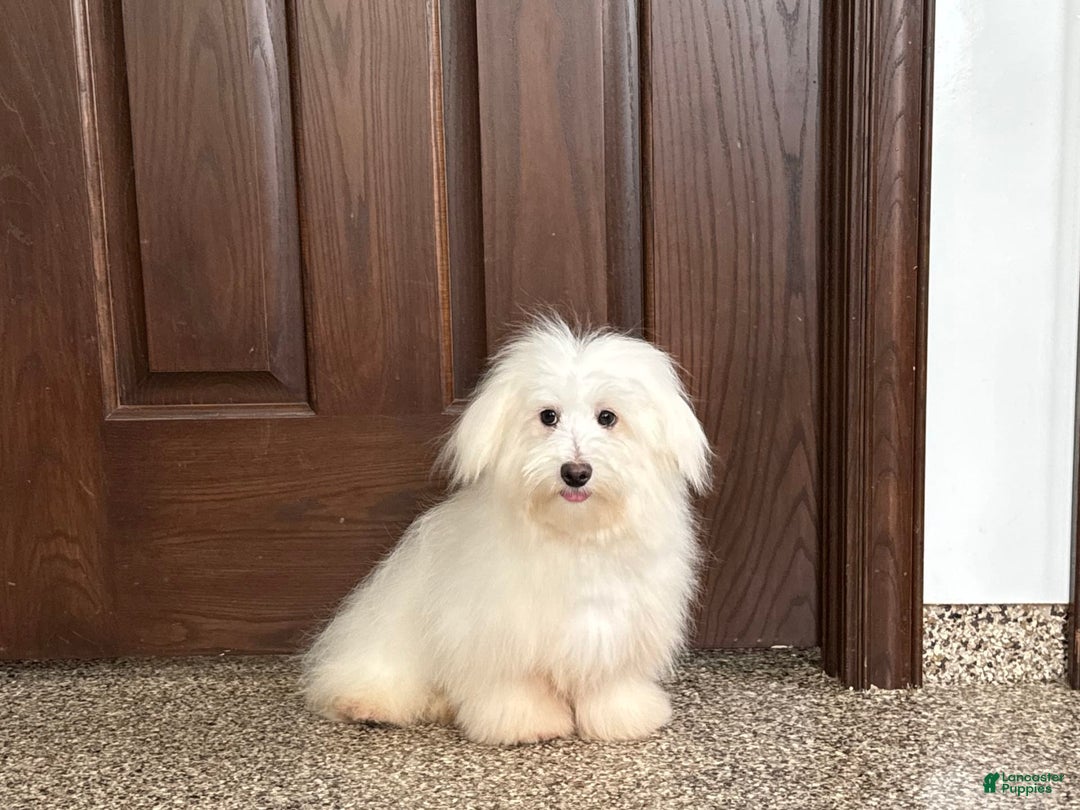 Coton De Tulear dogs for sale: Jj - Ad 7