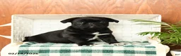 Pug dogs for sale: Percy - Ad 3
