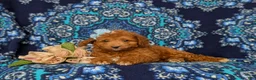 Mini Goldendoodle dogs for sale: Teva 9 lbs Full Grown - Ad 4
