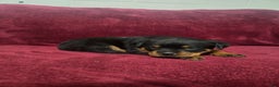 Rottweiler dogs for sale: Ivy **claimed** - Ad 3