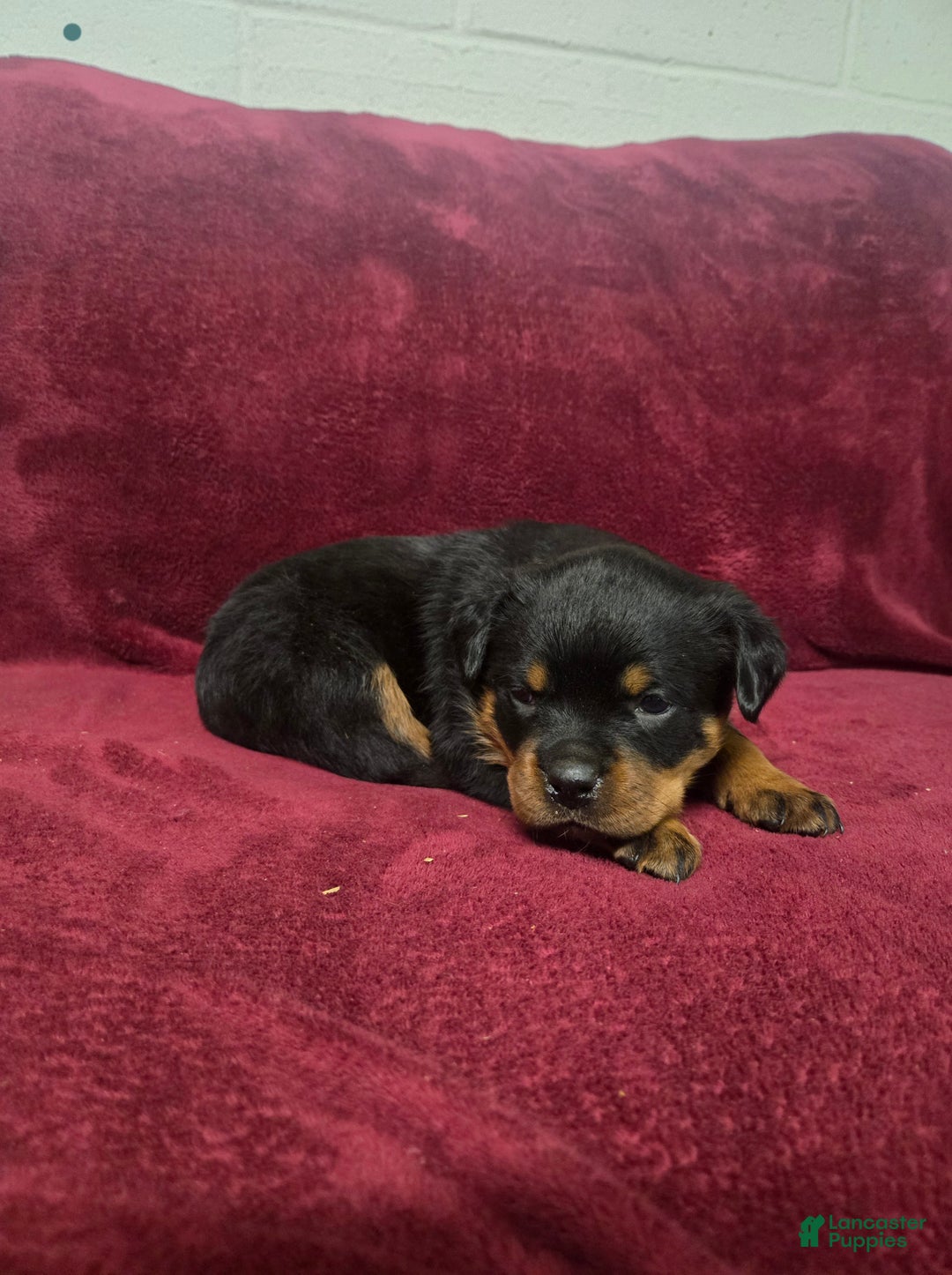 Rottweiler dogs for sale: Ivy **claimed** - Ad 3