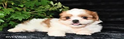 Shih Tzu dogs for sale: Dash - Ad 4