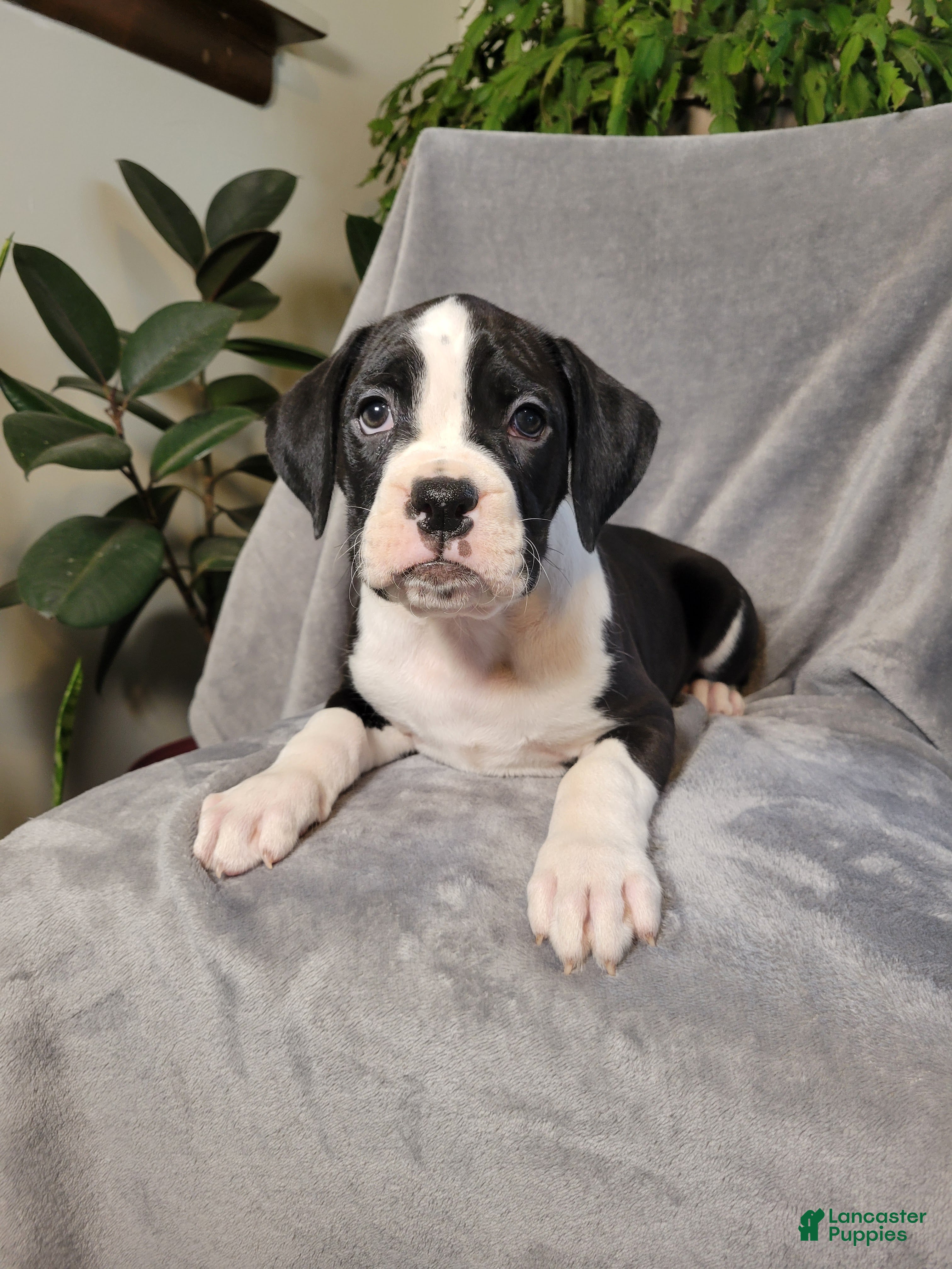 Boxer dogs Pluto - Ad 30