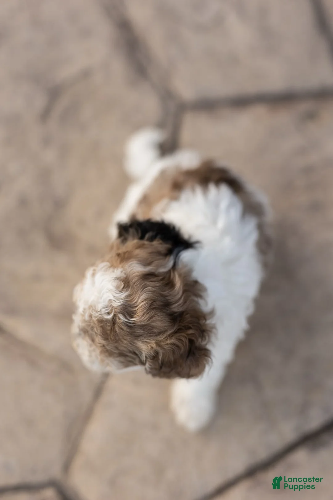 Bichpoo dogs for sale: Taffy - Ad 4