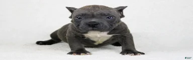 Blue Brindle Male