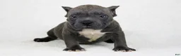 American Bully dogs for sale: Blue Brindle Male - Ad 1