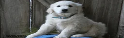Golden Retriever dogs for sale: Fluffernutter - Ad 3