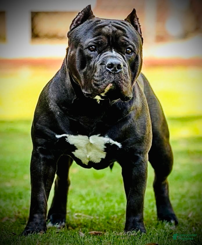 American Bully dogs American Bully 1 - Ad 2