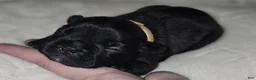 French Bulldog dogs for sale: Homer  - Ad 4