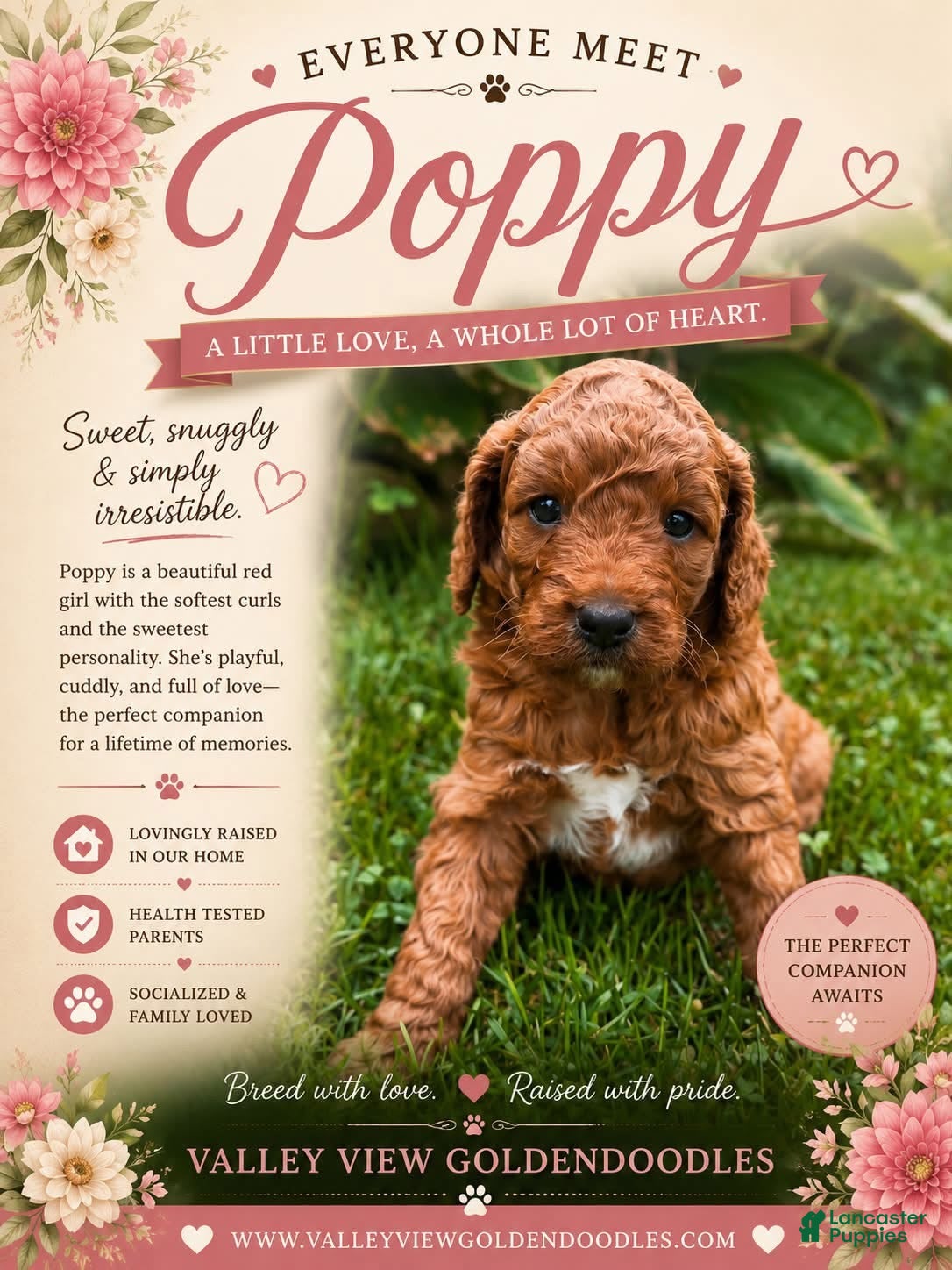 Mini Goldendoodle dogs Poppy - Ad 33