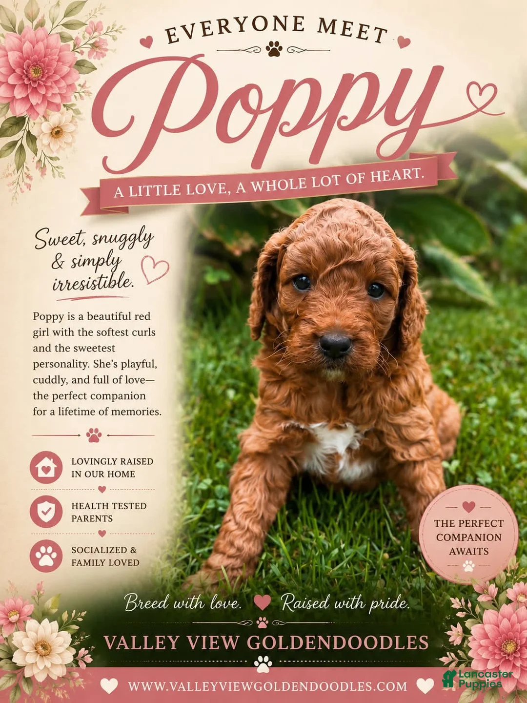 Mini Goldendoodle dogs for sale: Poppy - Ad 1