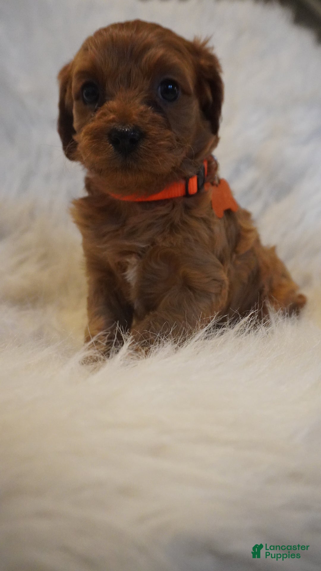 Cavapoo dogs for sale: Jupiter  - Ad 7