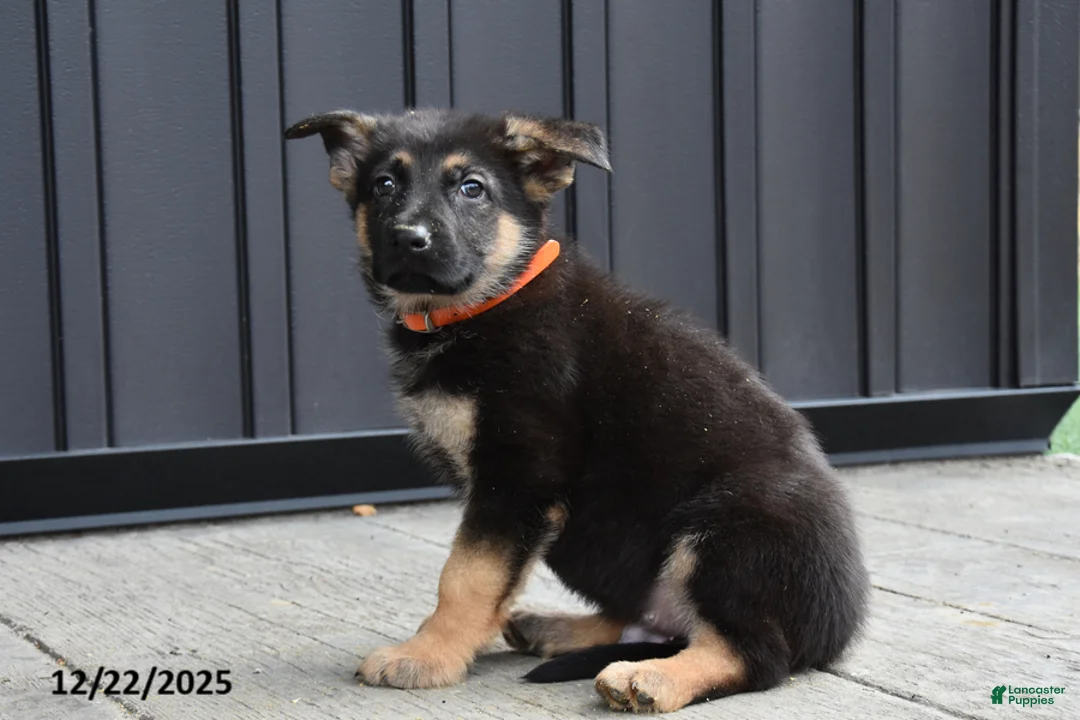 German Shepherd dogs for sale: Logan - Ad 4