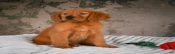Golden Retriever dogs for sale: Penny - Ad 9