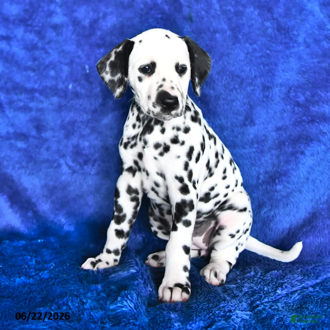 Dalmatian dogs for sale: Dottie - Ad 2