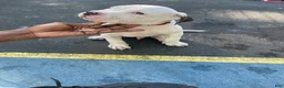 American Bully dogs for sale: American Bully 1 - Ad 5