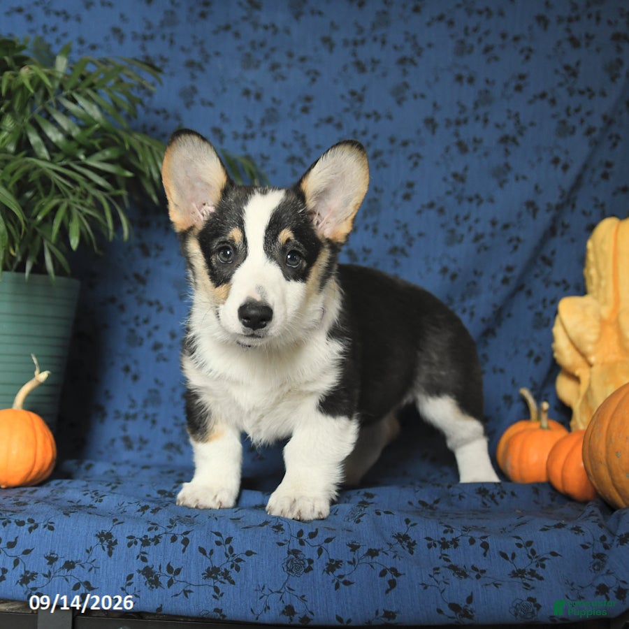 Welsh Corgi Pembroke dogs Lilac - Ad 2