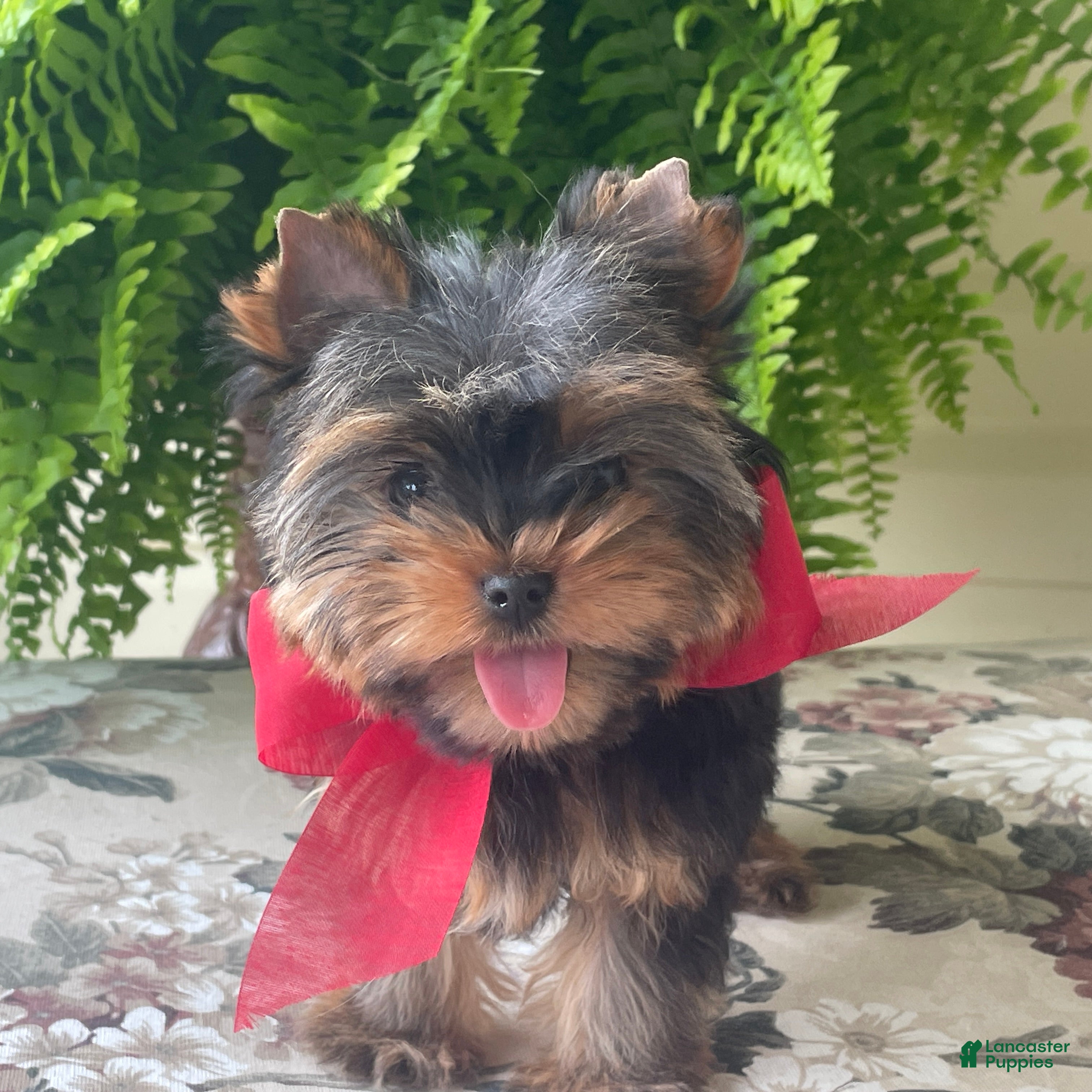 Biewer Terrier dogs Itty Bitty - Ad 1