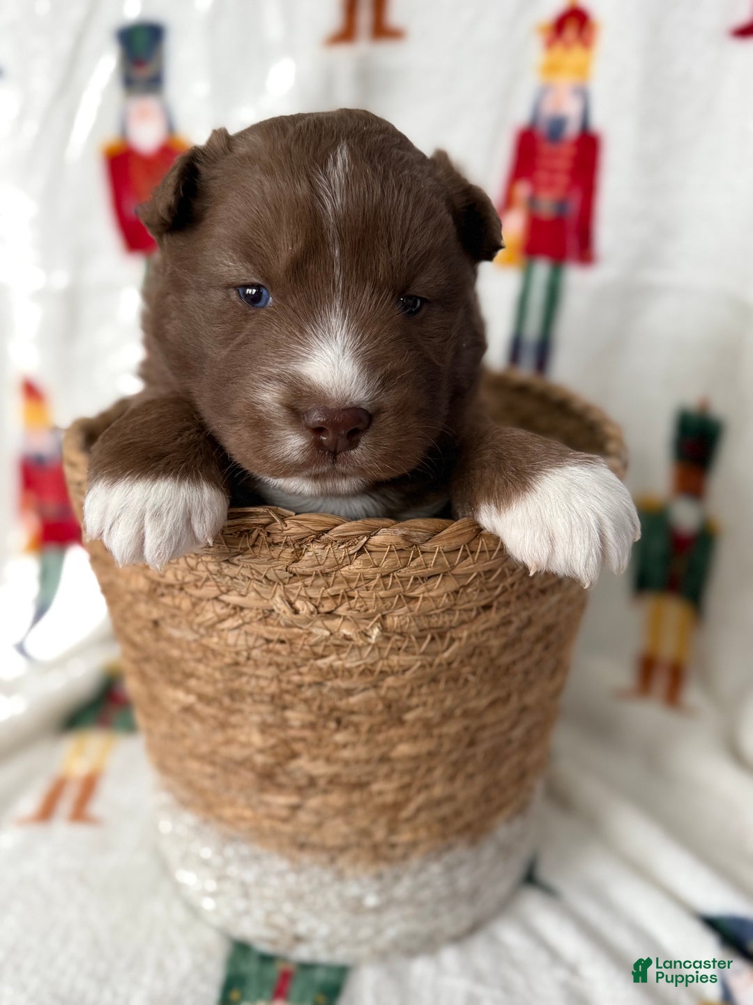 Siberian Husky dogs for sale: Snickerdoodle - Ad 3