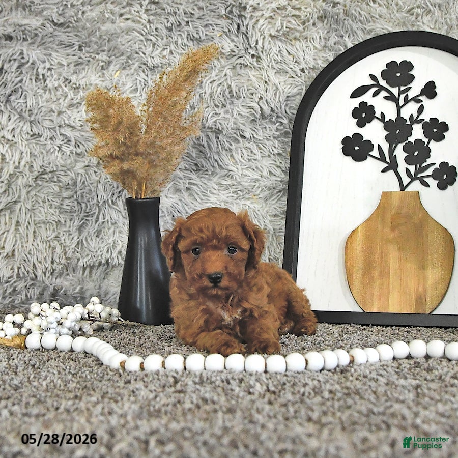Toy Poodle dogs Jacoby - Ad 1