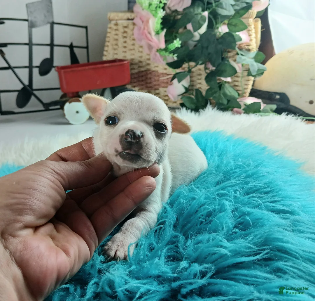 Chihuahua dogs for sale: Cece's white boy, NATIONWIDE DELIVERY  - Ad 3