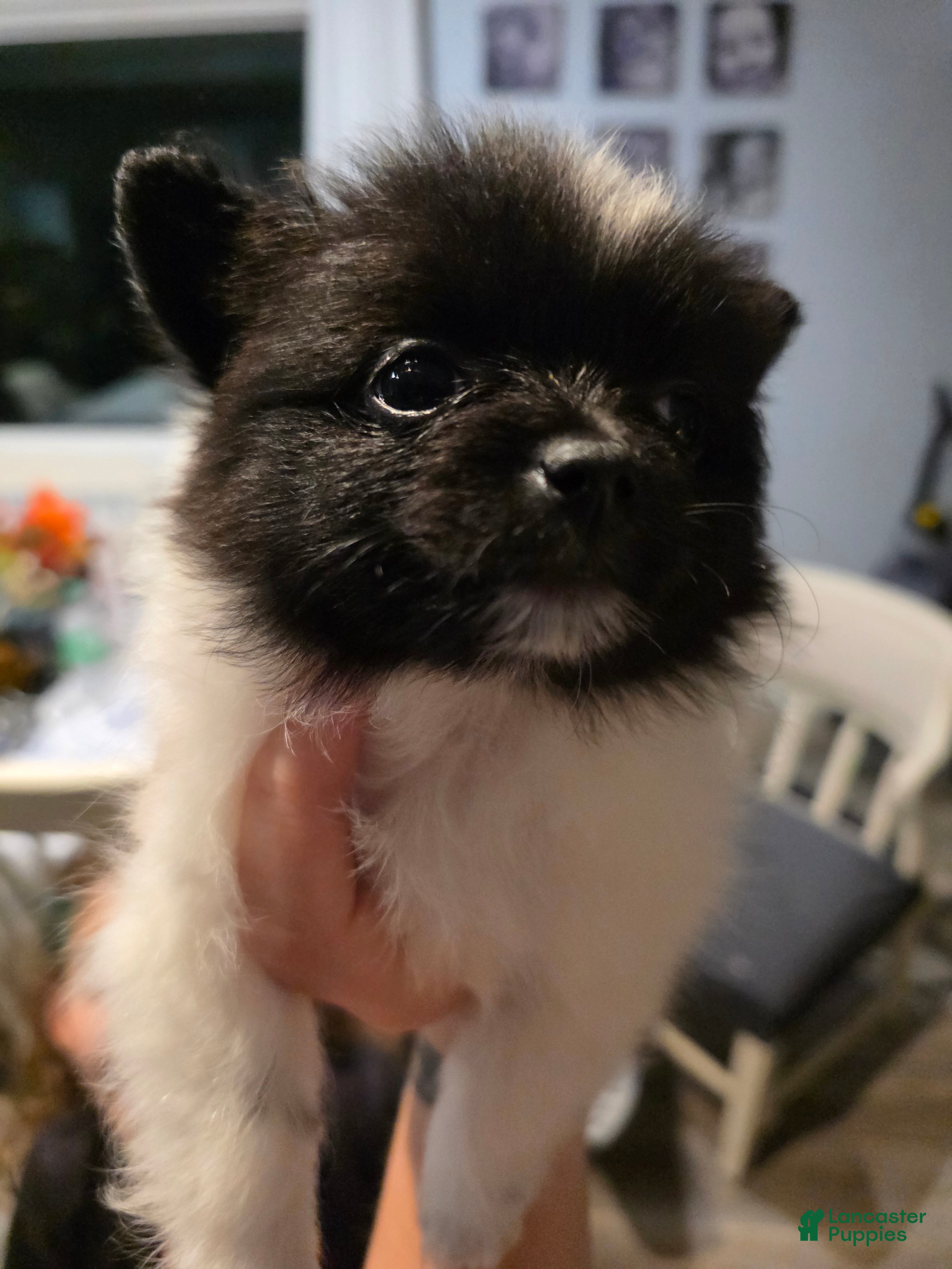 Pomeranian dogs for sale: Oreo - Ad 4