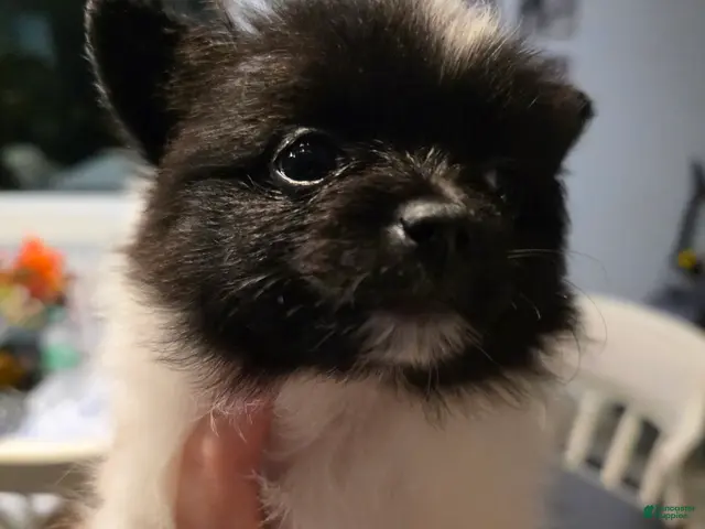 Pomeranian dogs for sale: Oreo - Ad 4