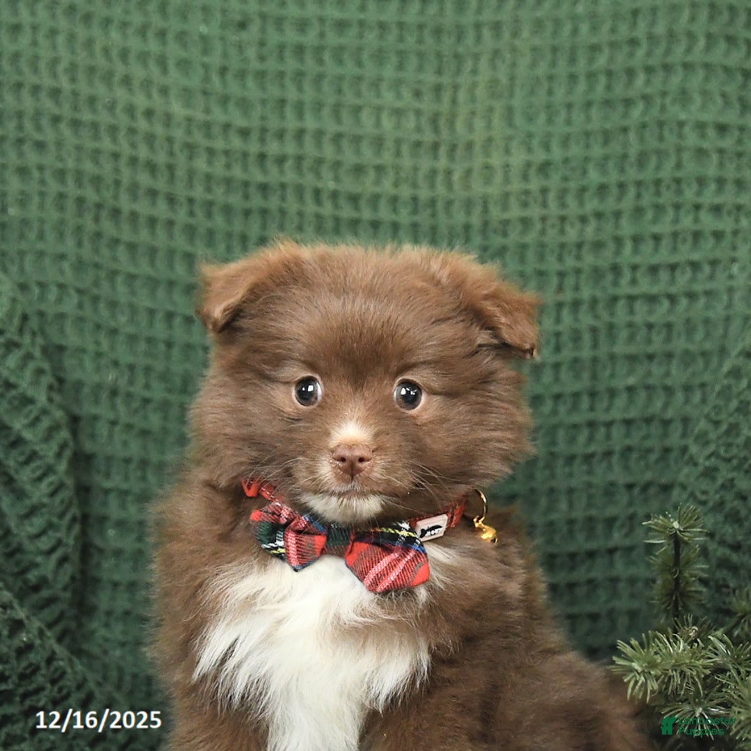 Pomeranian dogs for sale: Beulah - Ad 5